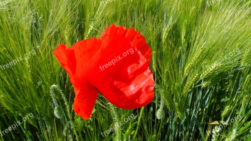 Poppy Blossom Bloom Flower Red Poppy