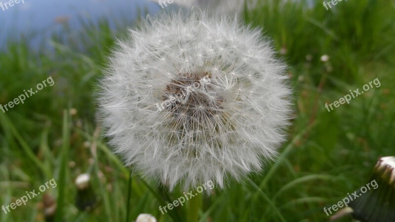 Dandelion Wild Flower Flower Pointed Flower Composites