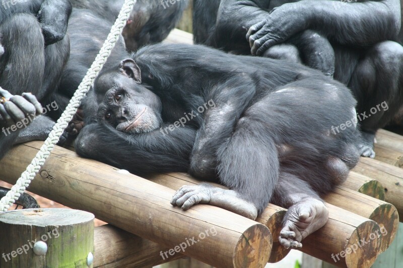 Monkey Ape Zoo Rest Relax