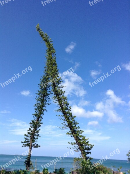 Pine Sky Island Tree New Caledonia