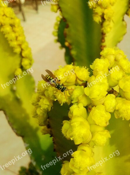 Nature Bee Flower Insect Pollination