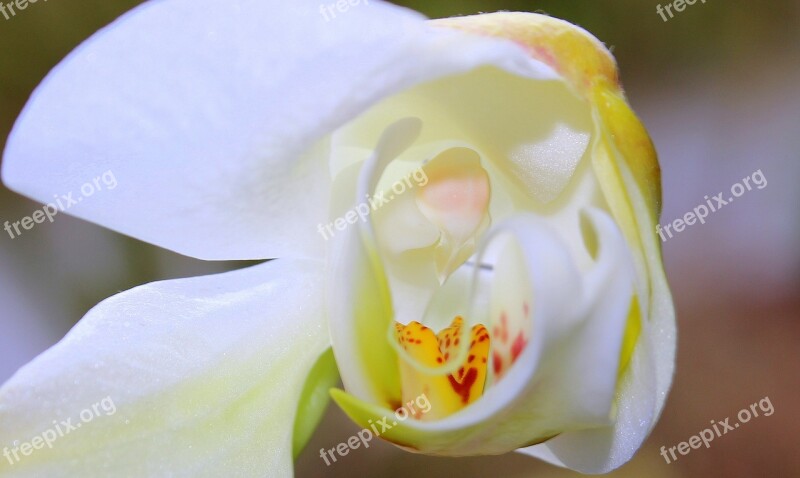 Orchid Orchid Greenhouse Orchidaceae Blossom Bloom