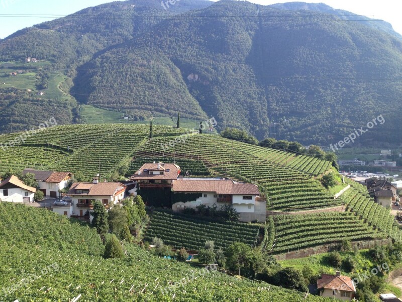 South Tyrol Vineyards Italy Green Tyrol