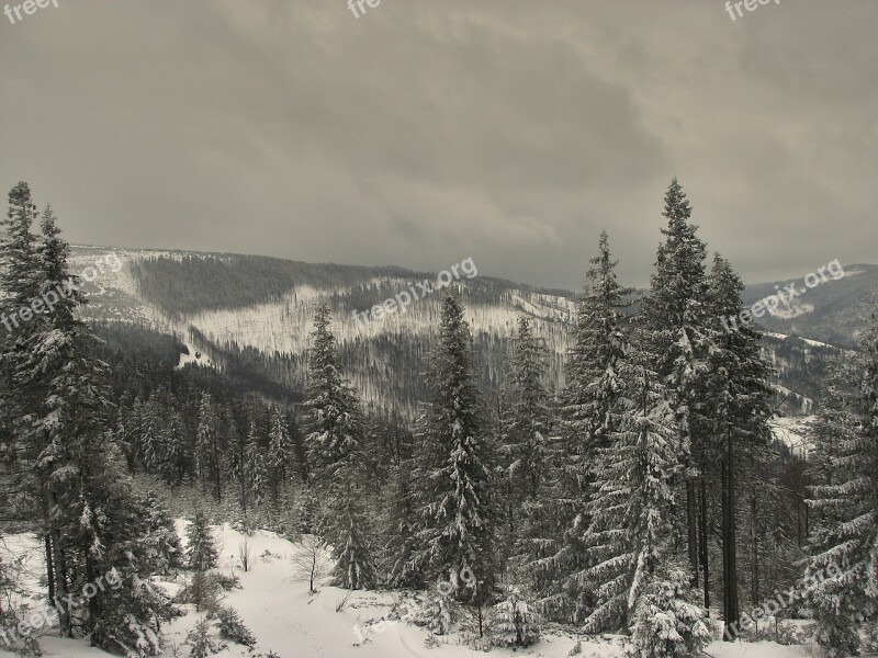 Winter Trees Snow Cold Frost