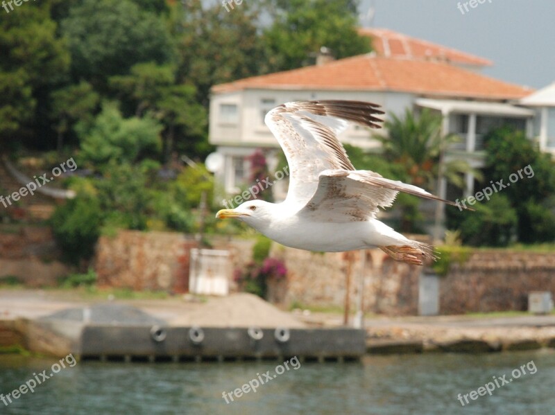 Istanbul Sea Travel Turkey Bosphorus