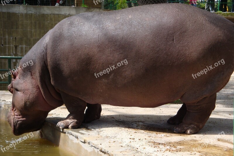 Zoo Barcelona Hippo Park Africa