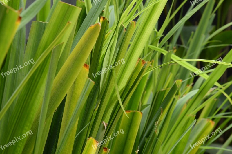 Green Grass Nature Plant Green Grass