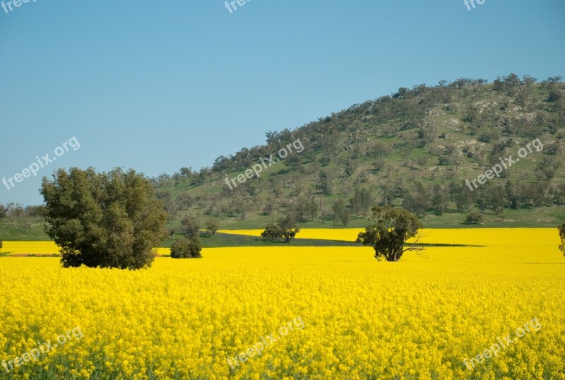 Field Green Spring Yellow Smells