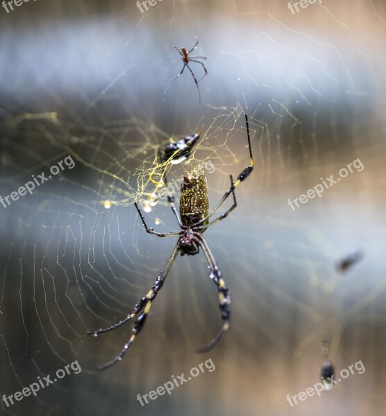 Web Spider Drops Rain Blur