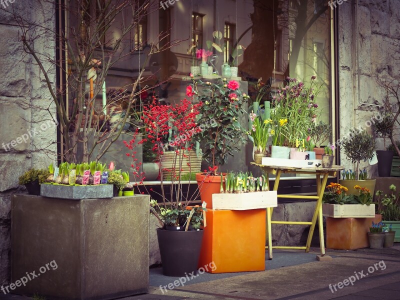 Flowers Flower Shop Florist Floristry Plant