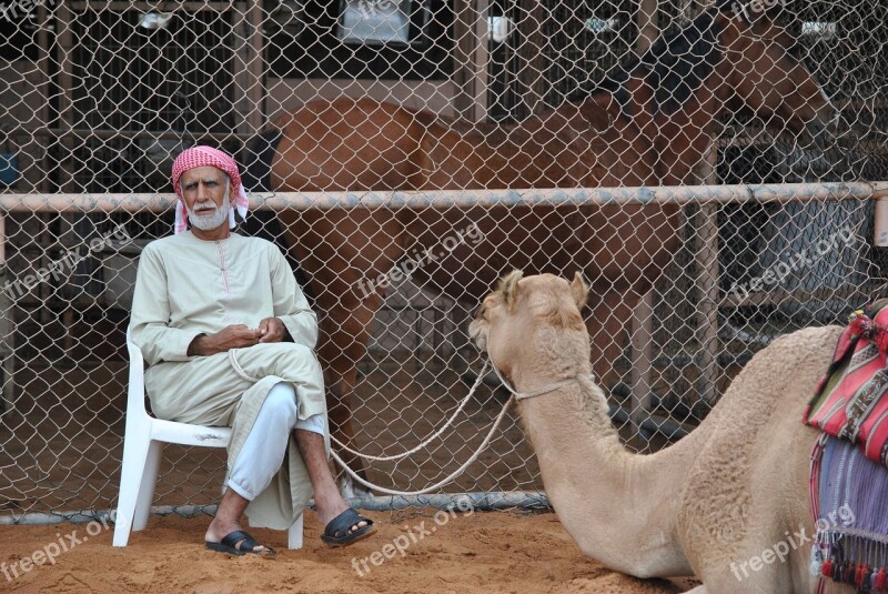 Camel Dromedary Bedouin Desert Emirates