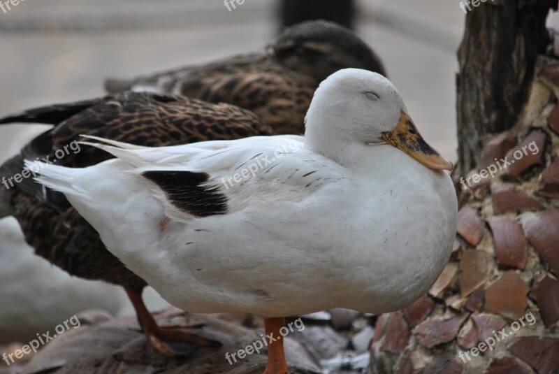 Duck Ducks Volatile Macro Free Photos