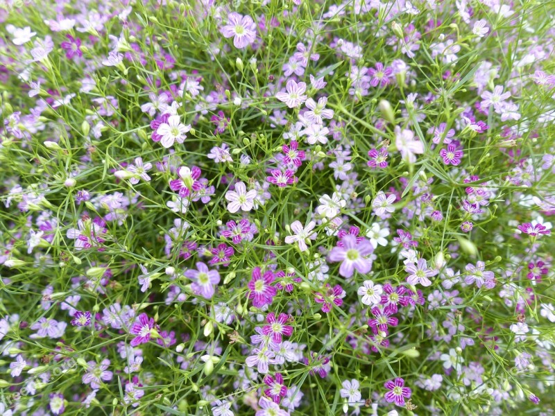 Gypsophila Flower Small Nature White