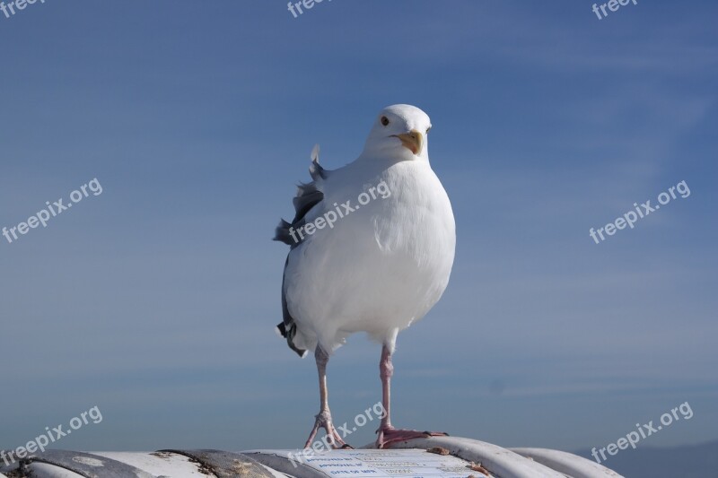 Seevogel Seagull Waterfowl Free Photos