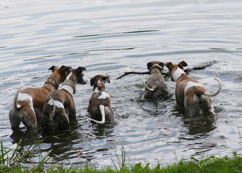 Nature Animals Dogs House Pet Greyhounds