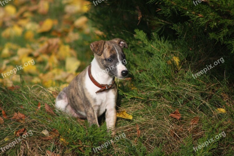 Nature Animals Dog Greyhound Whippet