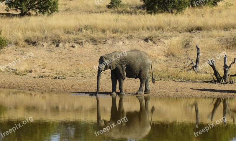 Elephant Animal Wild Africa Wildlife