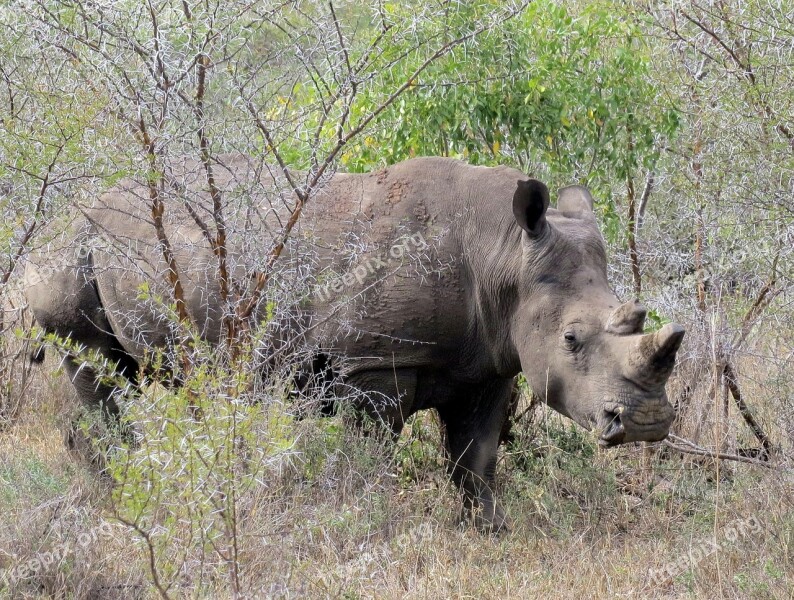 Rhino Animal Wild Africa Wildlife