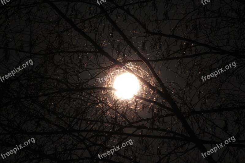 Moon Through Branches Moon Branches Tree Night