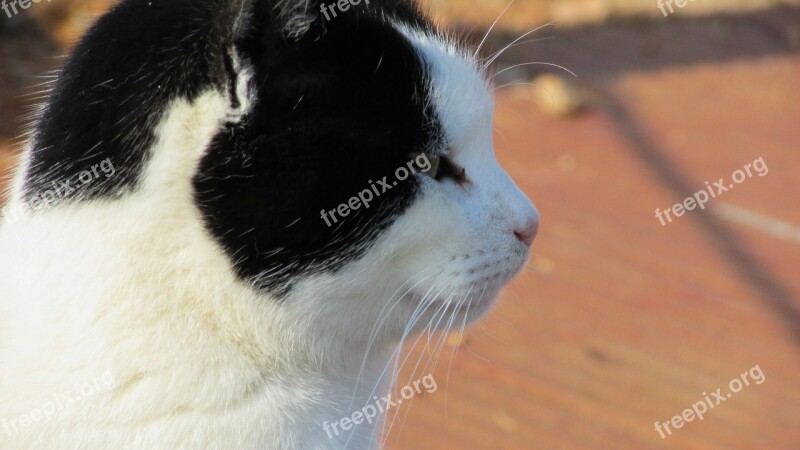 Cyprus Cat Portrait Outdoor Free Photos