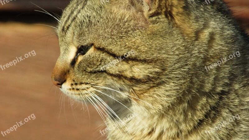 Cyprus Cat Relaxing Sunbathing Free Photos