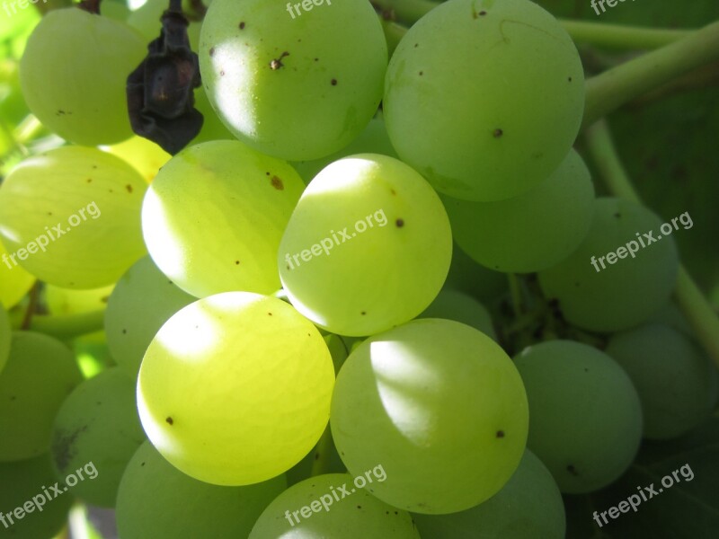 Grapes Green Sun Light Ripe