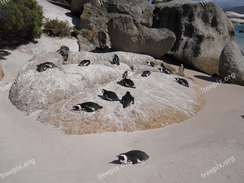 Boulders Penguin Beach Boulders Beach Birds