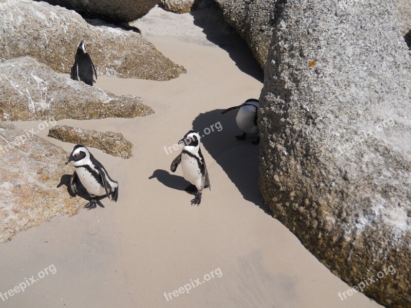 Boulders Penguins Sand Rock Boulders Beach South Africa