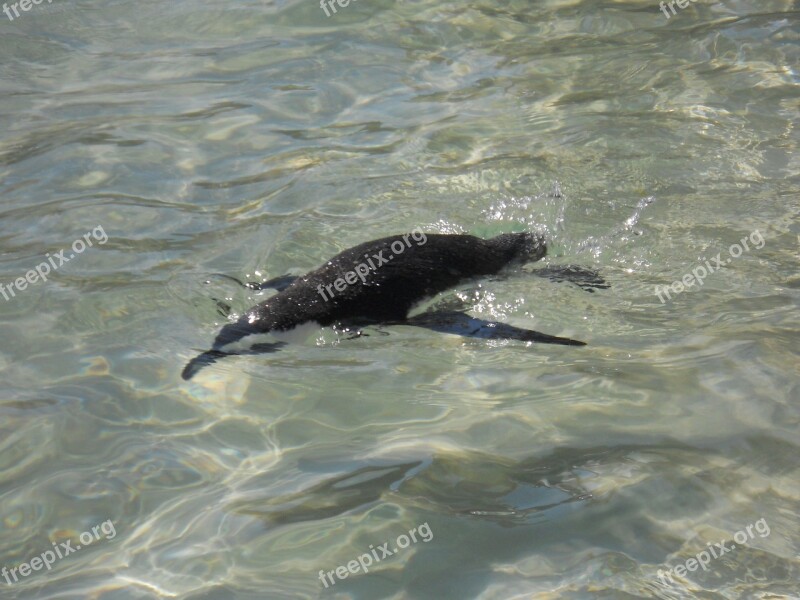 Penguin Boulders Boulders Beach South Africa Vacations