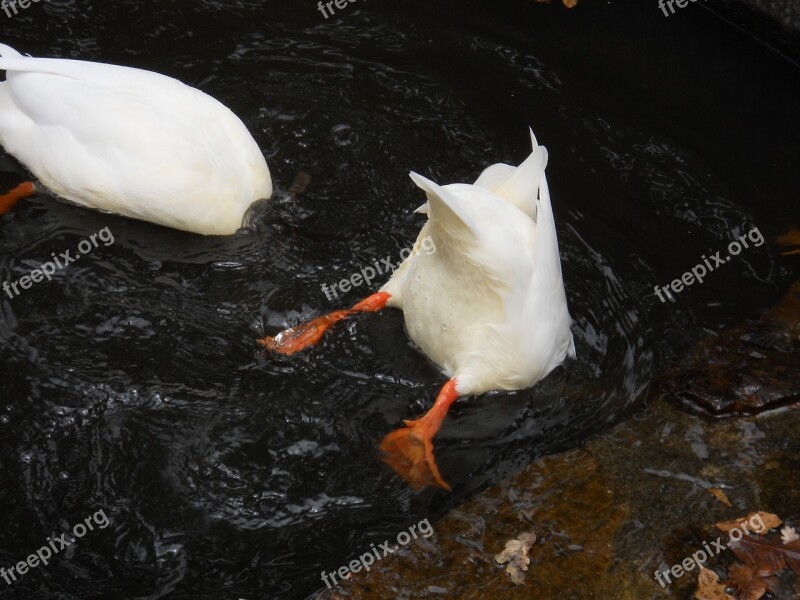 Ducks Diving Water Animal Animal World