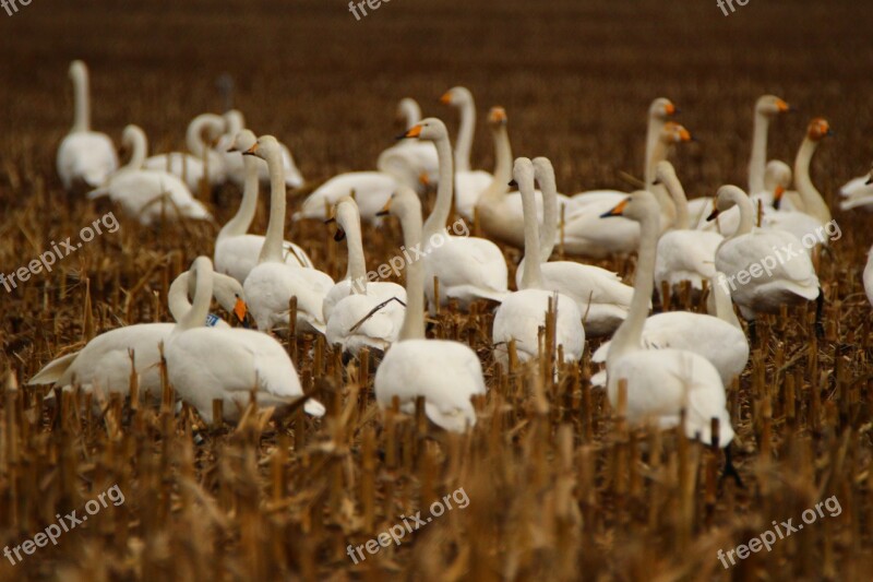 Swan Whooper Swan Bird Migratory Bird Swans