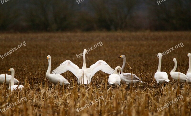 Swan Bird Migratory Bird Whooper Swan Flock Of Birds