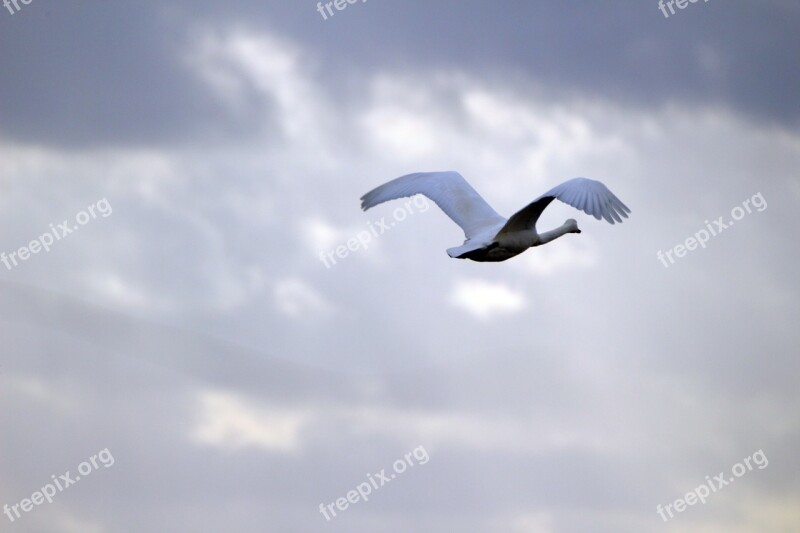 Swan Whooper Swan Bird Migratory Bird Swans