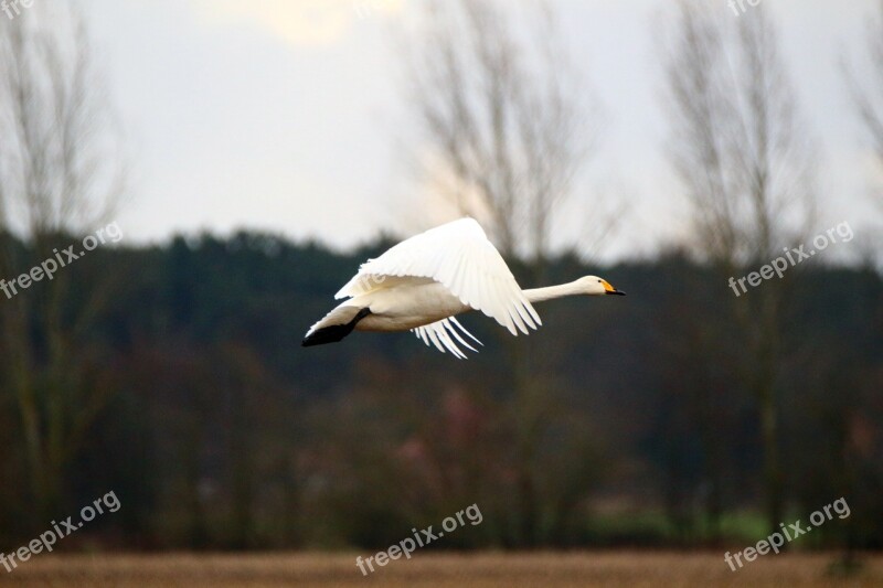 Swan Whooper Swan Bird Migratory Bird Swans