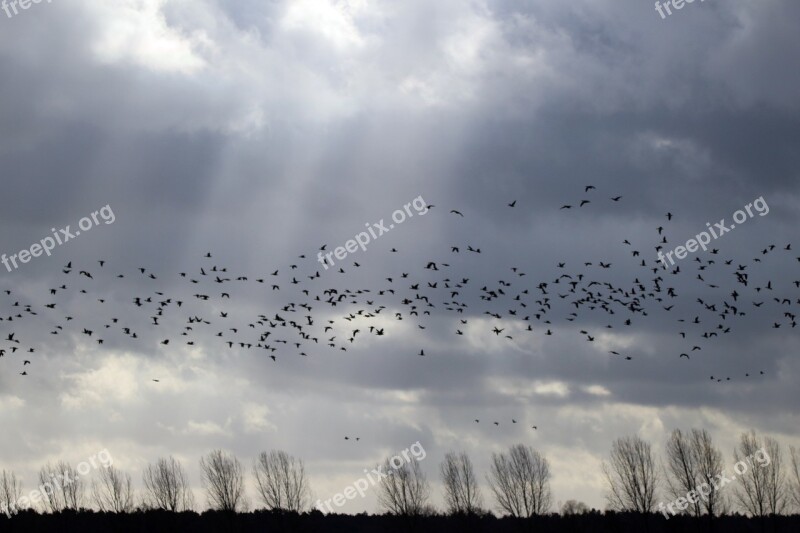 Flock Of Birds Sky Light Clouds Sun