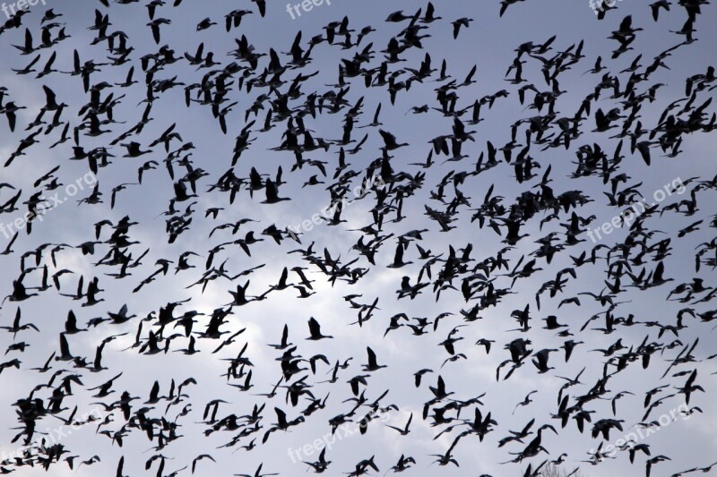 Geese Flock Of Birds Bird Birds Swarm