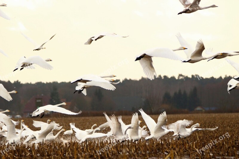 Swan Whooper Swan Bird Migratory Bird Swans