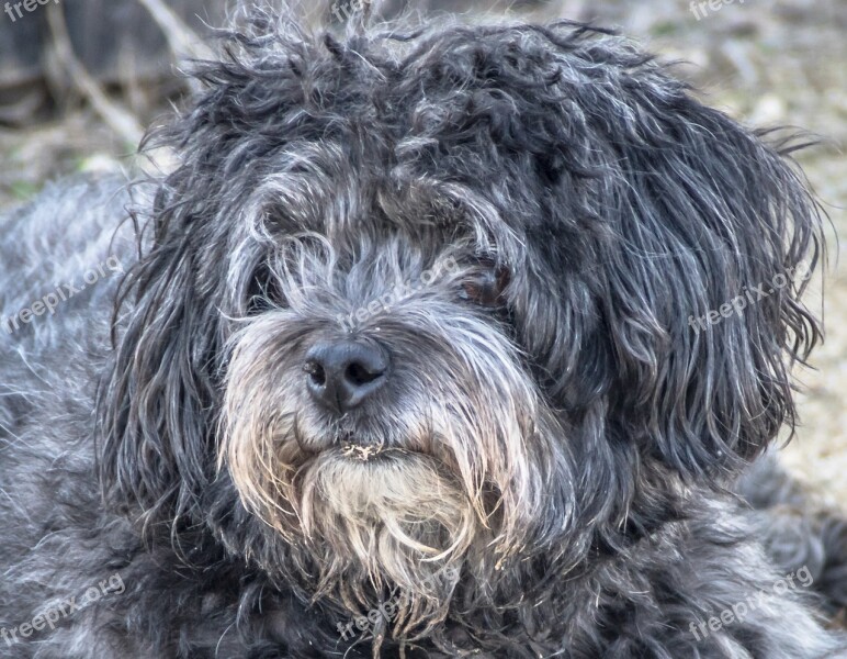 Dog Abandoned Stray Dog Poodle Buchón