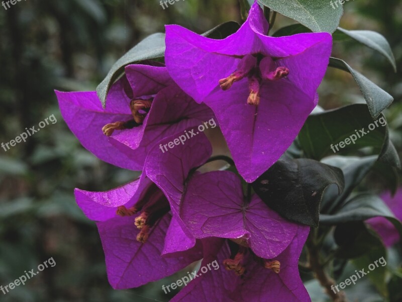 Blossom Bloom Flower Bougainvillea Plant