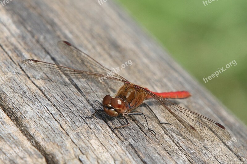 Dragonfly Red Macro Nature Insect