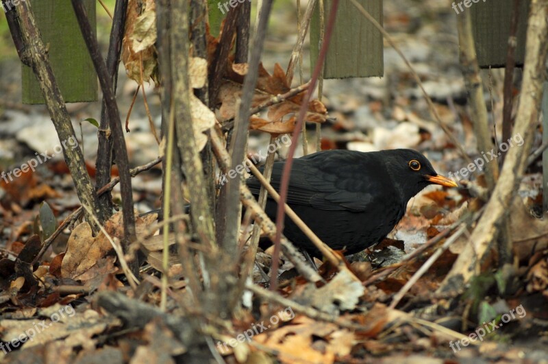 Autumn Black Kos Black Bird Bird