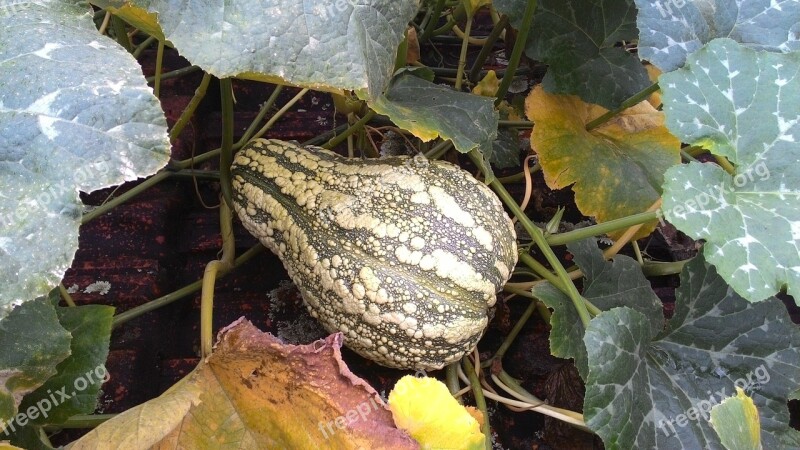 Pumpkin Alligator Wild Free Photos