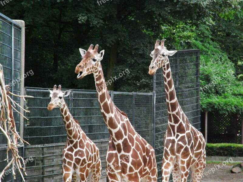 Giraffes Zoo Mammal Wild Animal Free Photos