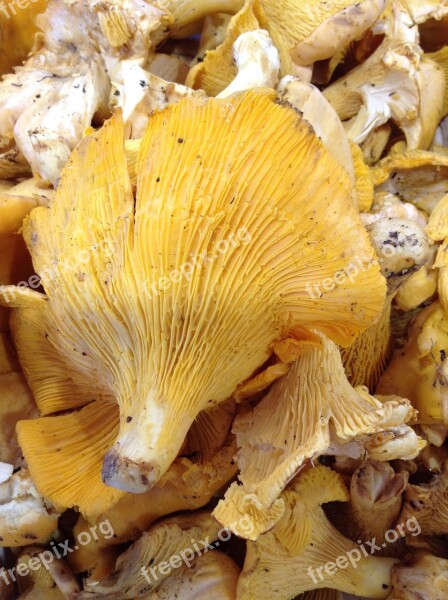 Fungus Chanterelle Market Fall Free Photos