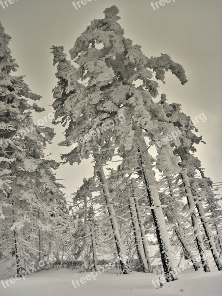 Winter Trees Snow Cold Frost