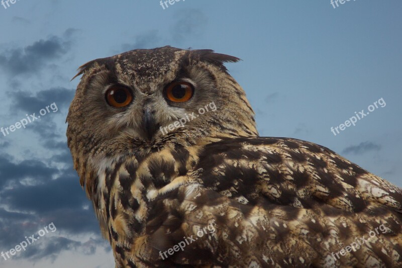 Bird Owl Wild Bird Long Eared Owl Eyes