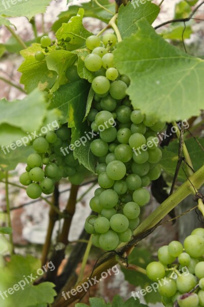 Grapes Green Leaves Wine Harvest