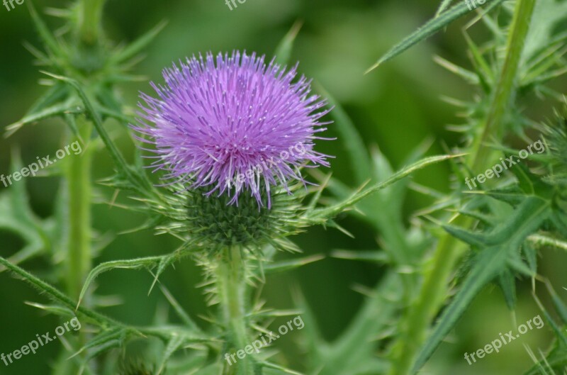 Thistle Flowers Summer Nature Violet