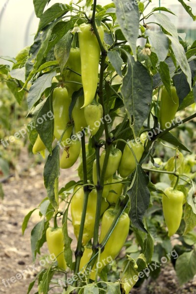 Peppers Green Yellow Leaves Farm