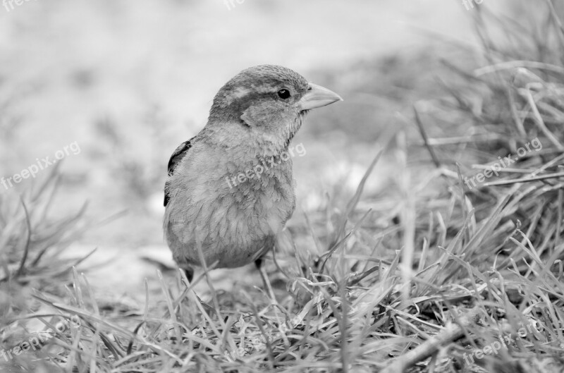 Sparrow Central Park New York Tree Nature